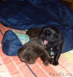 Превью фото № 36830