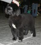 Превью фото № 37022