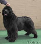 Превью фото № 37371