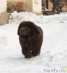 Превью фото № 37408