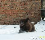 Превью фото № 37412