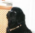 Превью фото № 38042