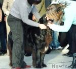 Превью фото № 38114