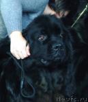 Превью фото № 38115