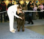 Превью фото № 38141