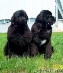 Превью фото № 3815