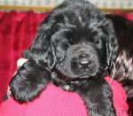 Превью фото № 38460