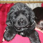 Превью фото № 38461