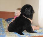 Превью фото № 38476