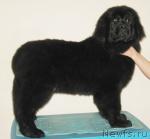 Превью фото № 38479