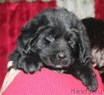 Превью фото № 38524