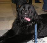 Превью фото № 38660