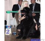 Превью фото № 38742