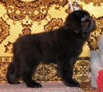 Превью фото № 38752