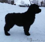 Превью фото № 38757