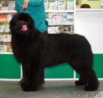 Превью фото № 39142