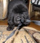 Превью фото № 39167