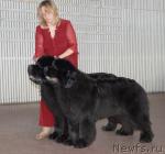 Превью фото № 39214