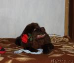 Превью фото № 39308