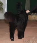 Превью фото № 39313