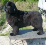 Превью фото № 39332