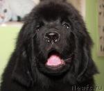 Превью фото № 39361