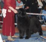 Превью фото № 39446