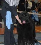 Превью фото № 39450