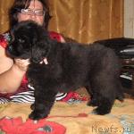 Превью фото № 3958