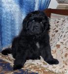 Превью фото № 39680