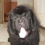 Превью фото № 3992