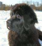 Превью фото № 39936