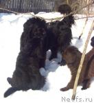 Превью фото № 40095