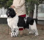 Превью фото № 40397