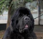 Превью фото № 40411