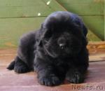 Превью фото № 40506