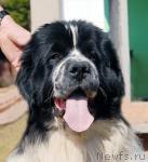 Превью фото № 40587