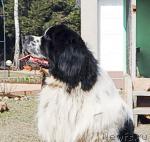 Превью фото № 40590