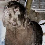 Превью фото № 40615