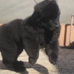 Превью фото № 40623