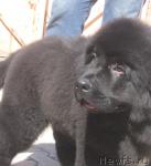 Превью фото № 40624