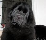 Превью фото № 40625