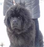 Превью фото № 40701