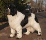 Превью фото № 40902