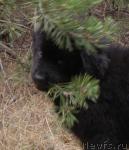 Превью фото № 41035