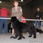 Превью фото № 41107