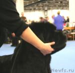 Превью фото № 41113