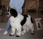 Превью фото № 41179