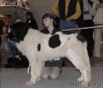 Превью фото № 41209