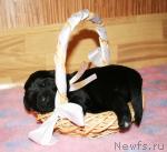 Превью фото № 41241